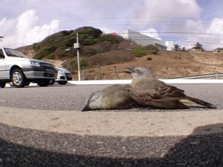 Passarinho morto